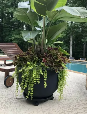 Studio Artificial Plant