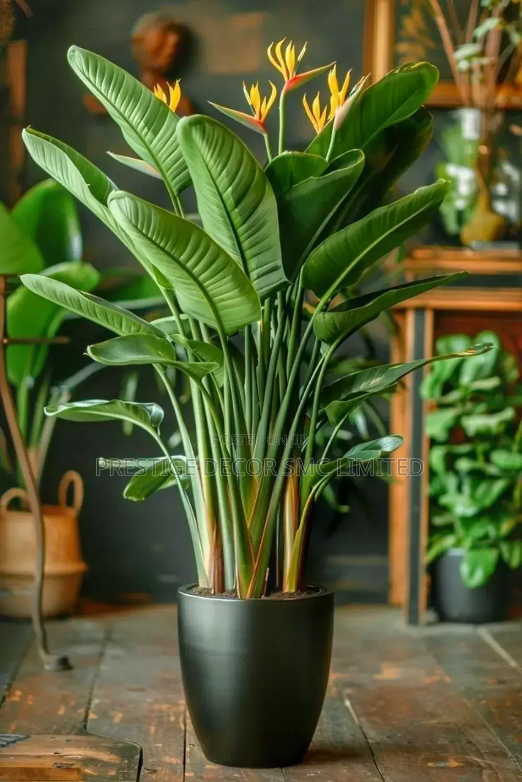 Modern Plants Decoretions