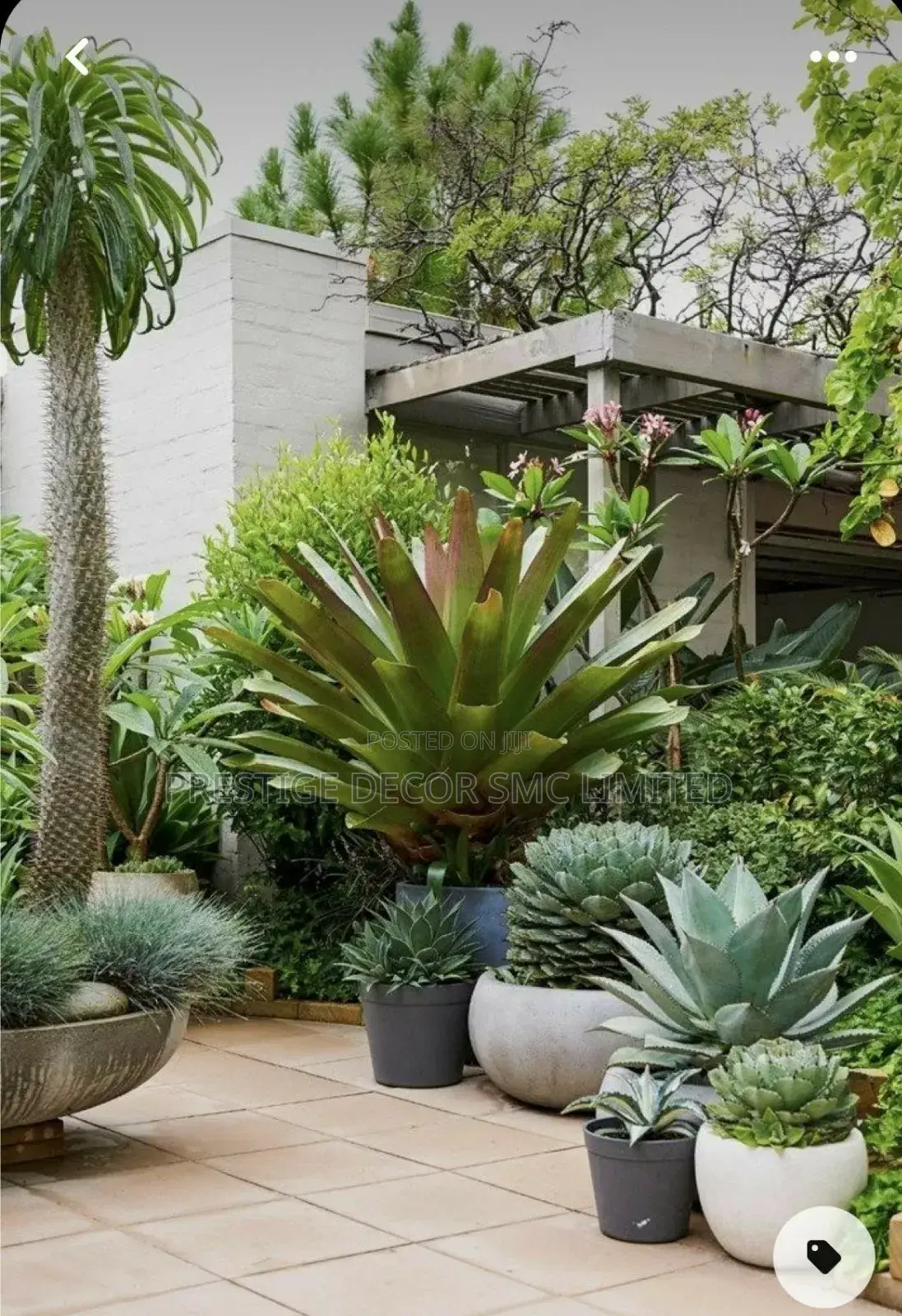 Modern Plants Decoretions