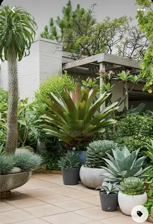 Modern Plants Decoretions