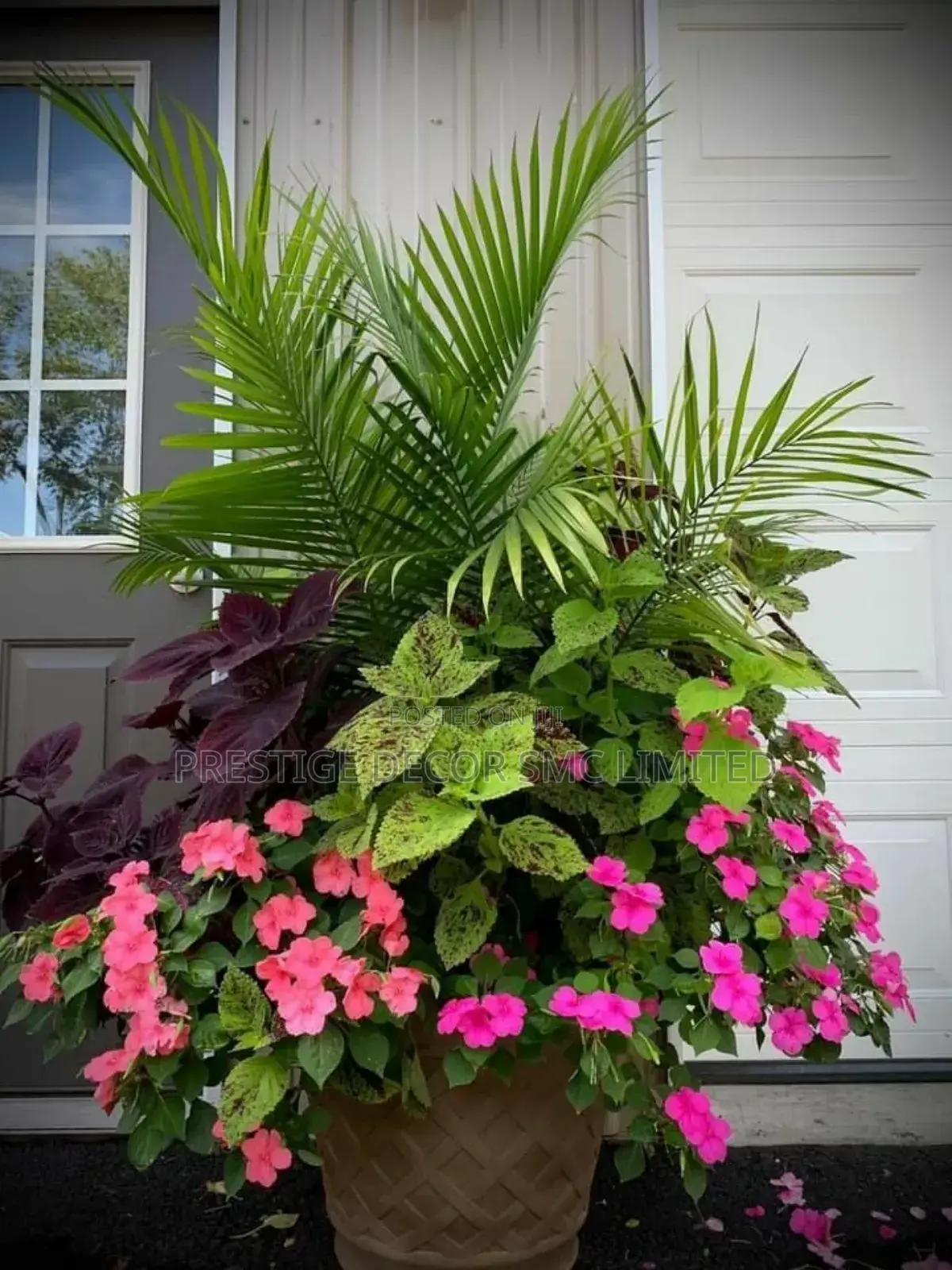 Hot Plants Designz