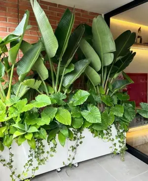 Hot Plants Designz