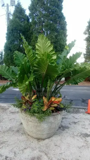 Fantasic Plants Best Decore Ever