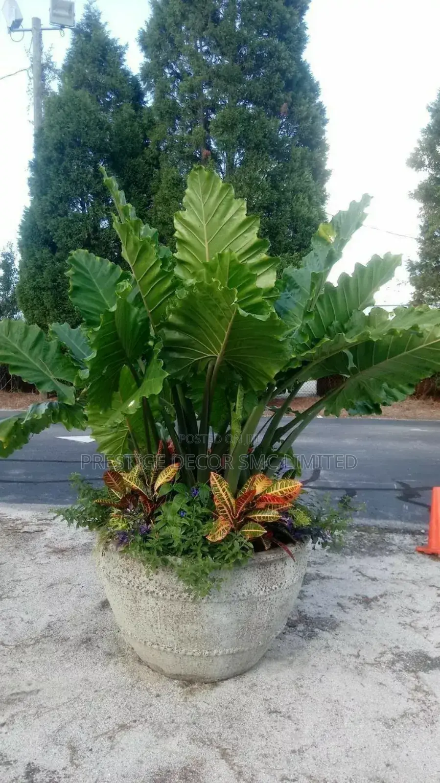 Fantasic Plants Best Decore Ever