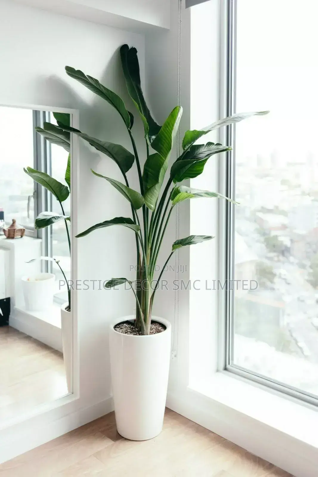 One Classic Plant