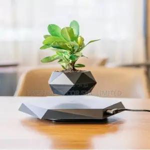 One Classic Plant