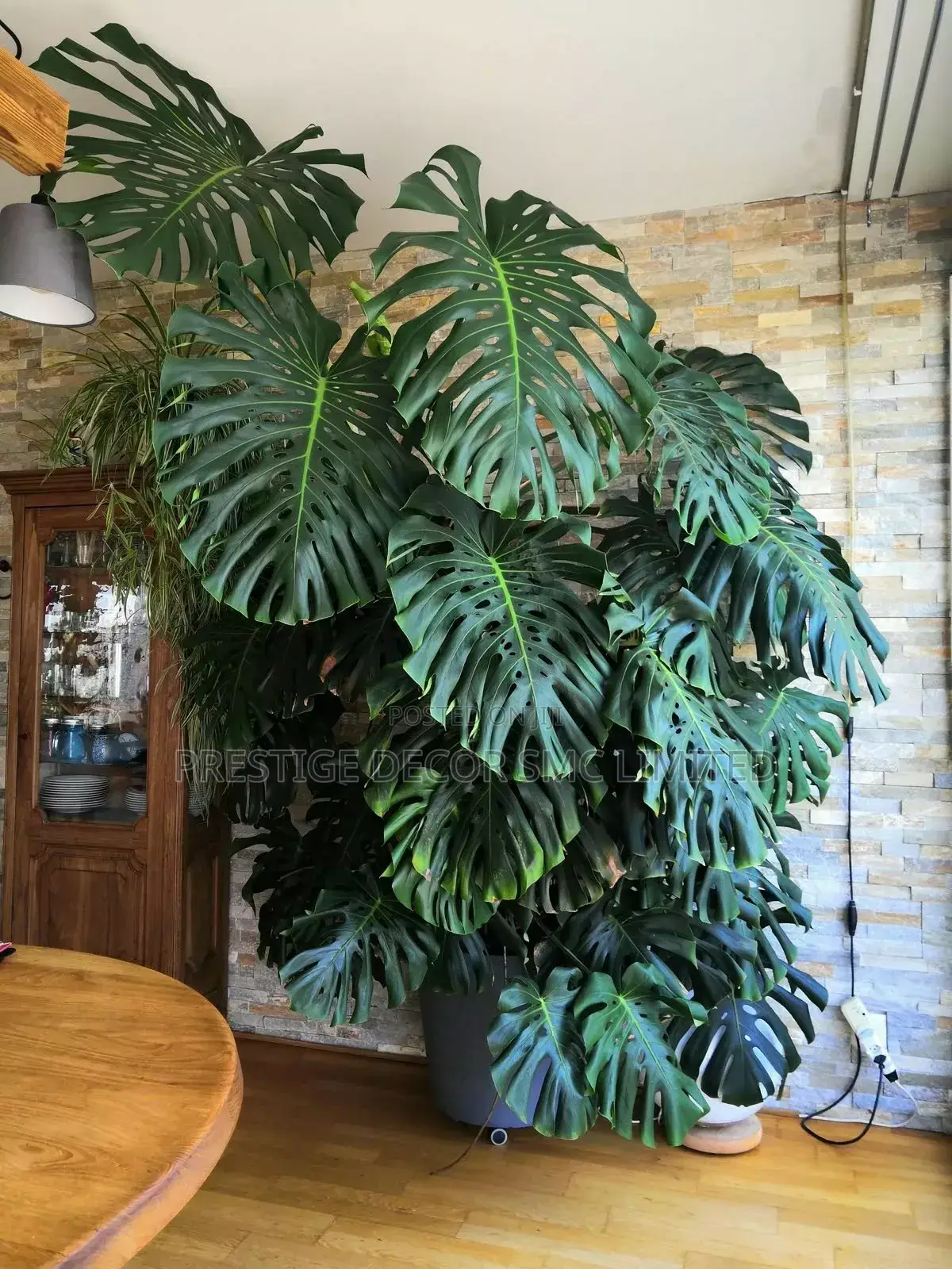 One Classic Plant