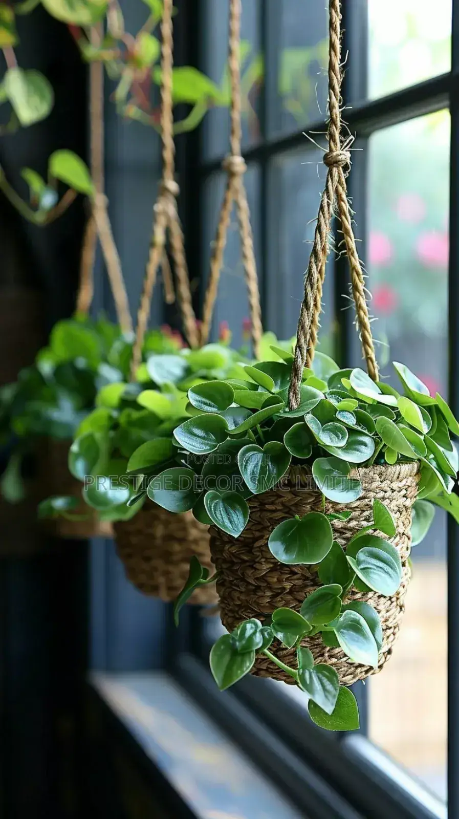 Light Right Plants