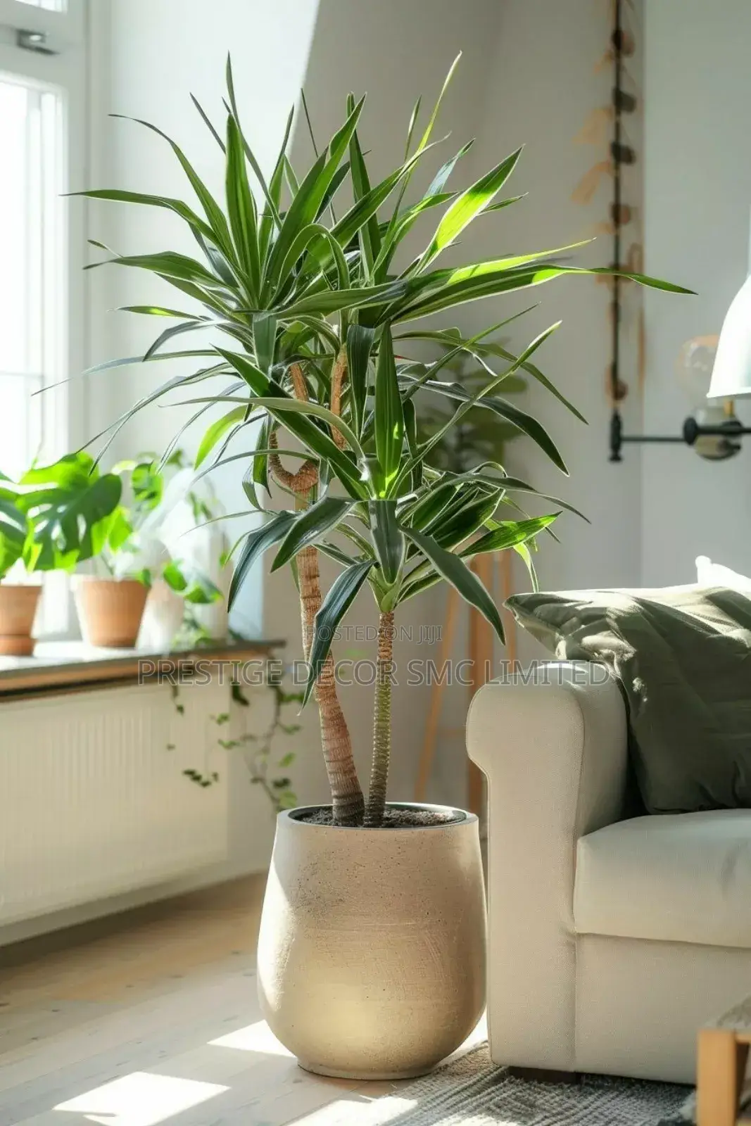 Light Right Plants
