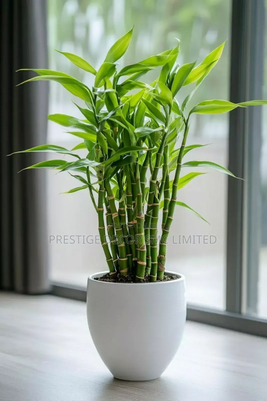 Light Right Plants