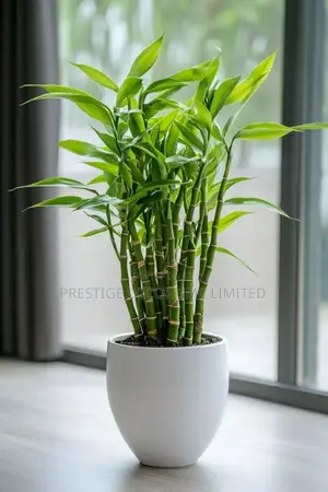 Light Right Plants