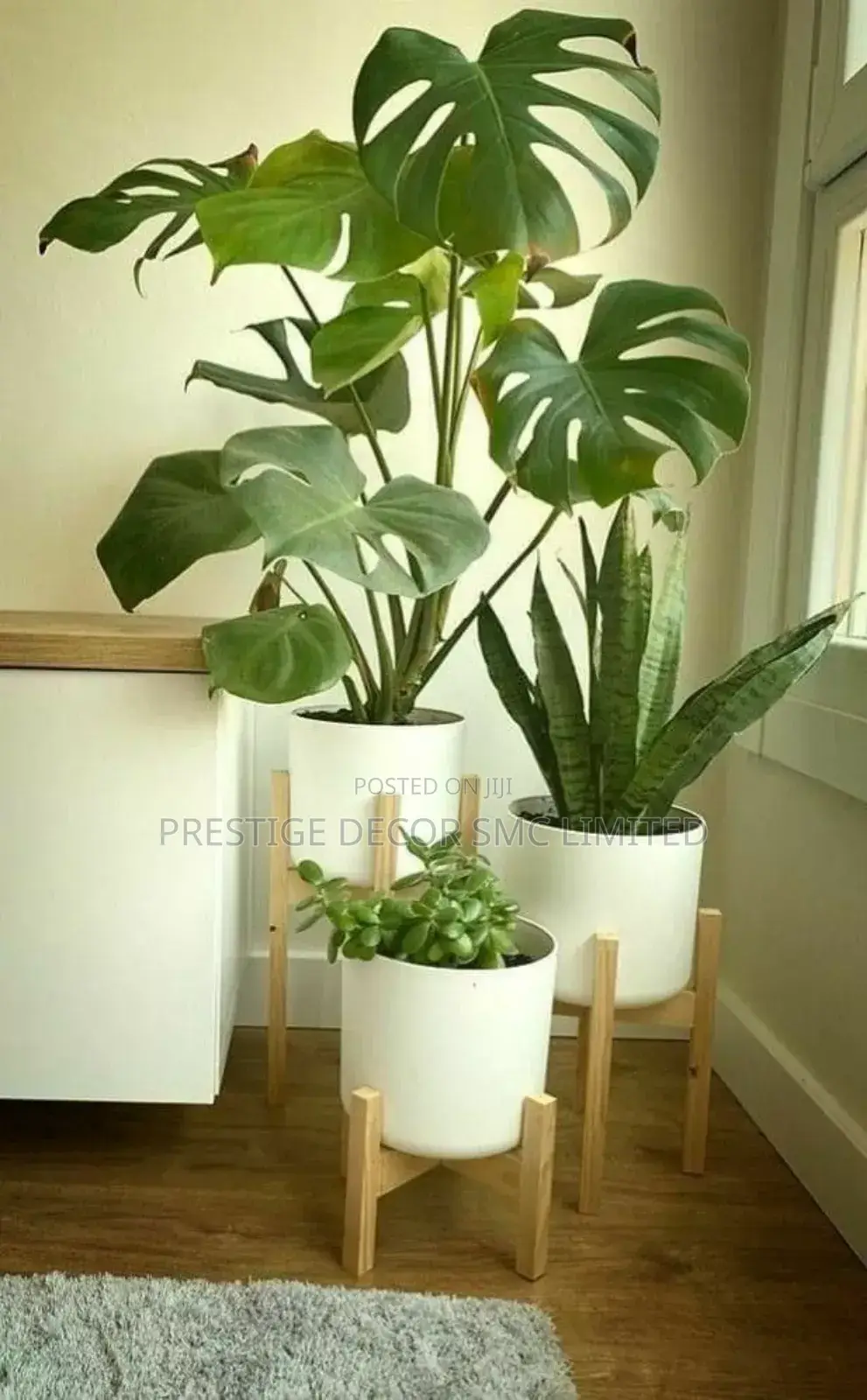 Inside Beautiful Plants