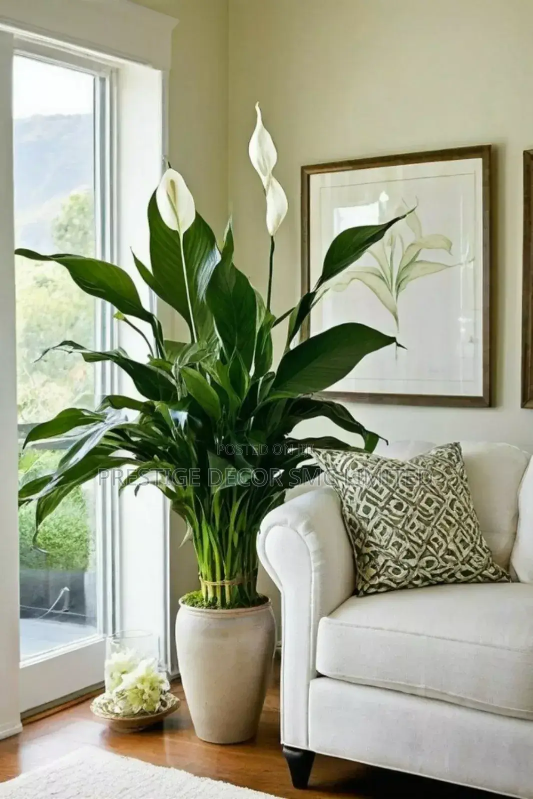 Inside Beautiful Plants