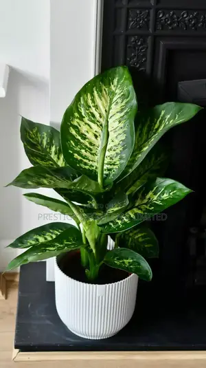 Inside Beautiful Plants