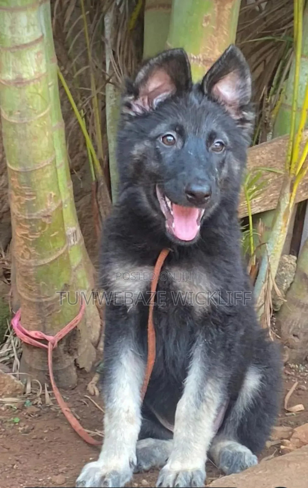 1-3 months Male Purebred German Shepherd