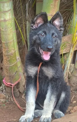 1-3 months Male Purebred German Shepherd