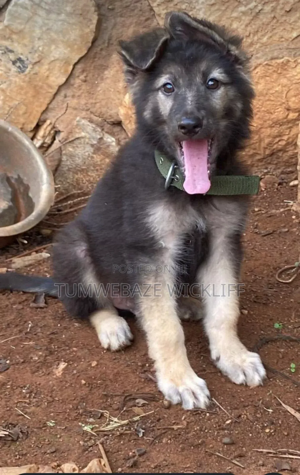 1-3 months Male Purebred German Shepherd