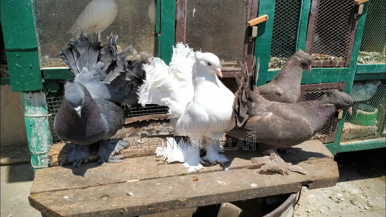 American Fantail.Flash Sale 100,000/= Apair