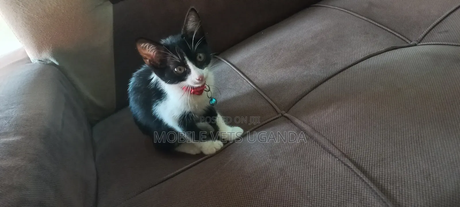3-6 months Female Purebred American Curl