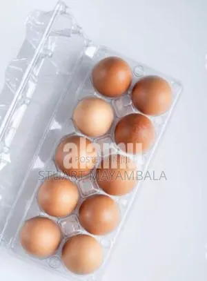 Disposable Egg Trays for 15 and 6pcs
