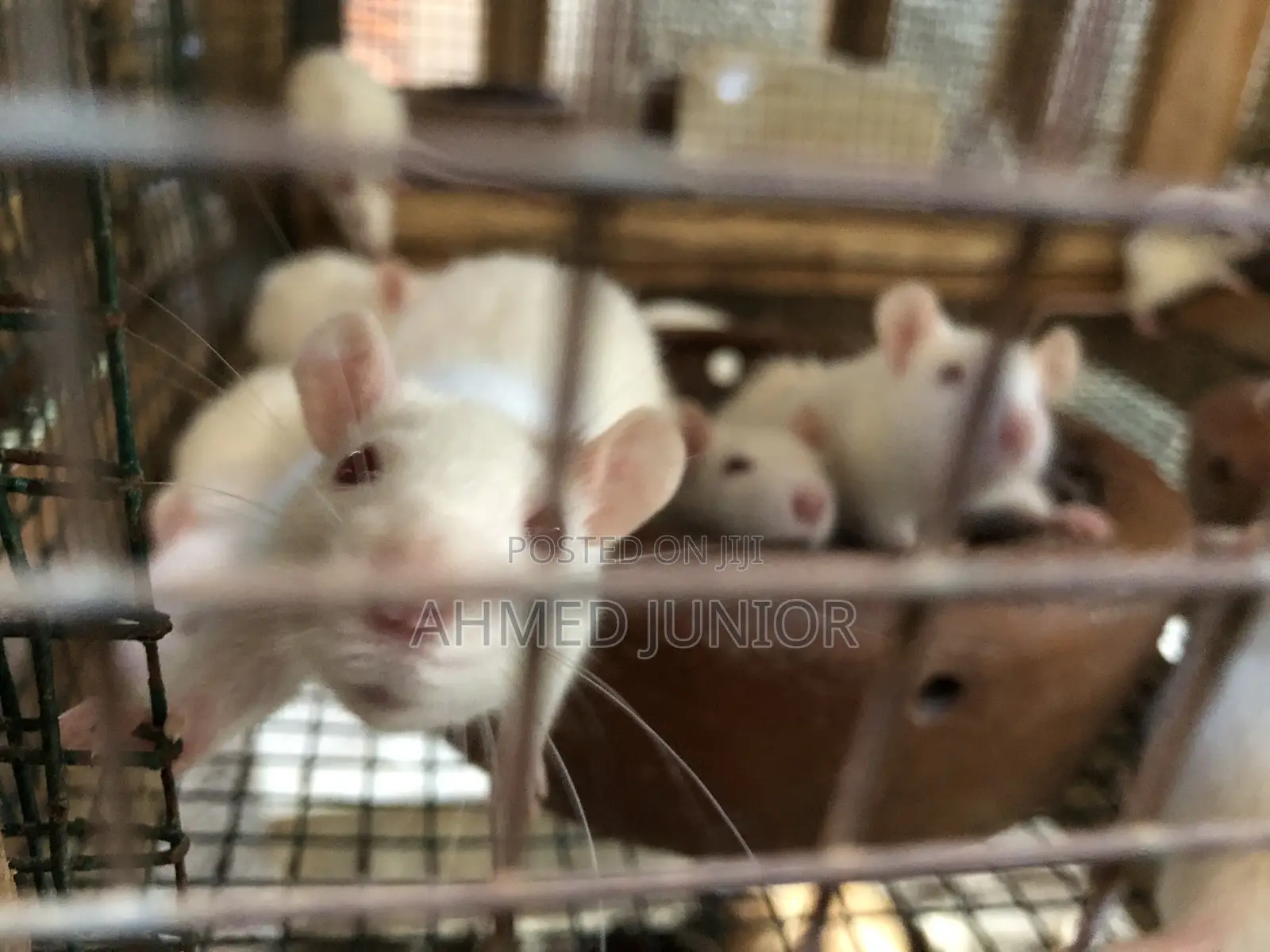 The Rat Plannet