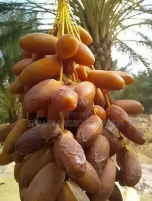 Date Palm (Entende)