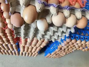 Fresh Eggs