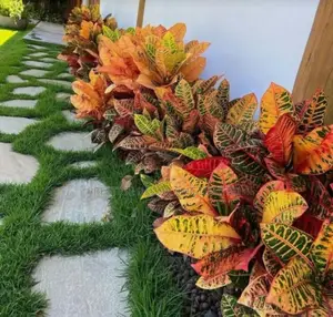 Beautiful Flower Compound Design