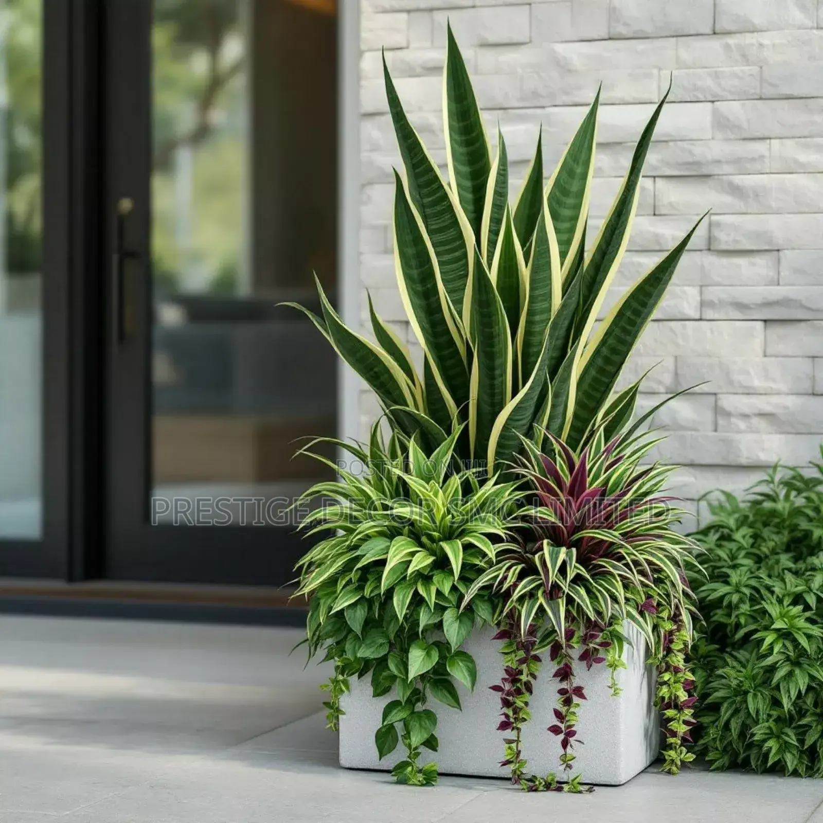 Classic Plants en Pots Amazing Beauty