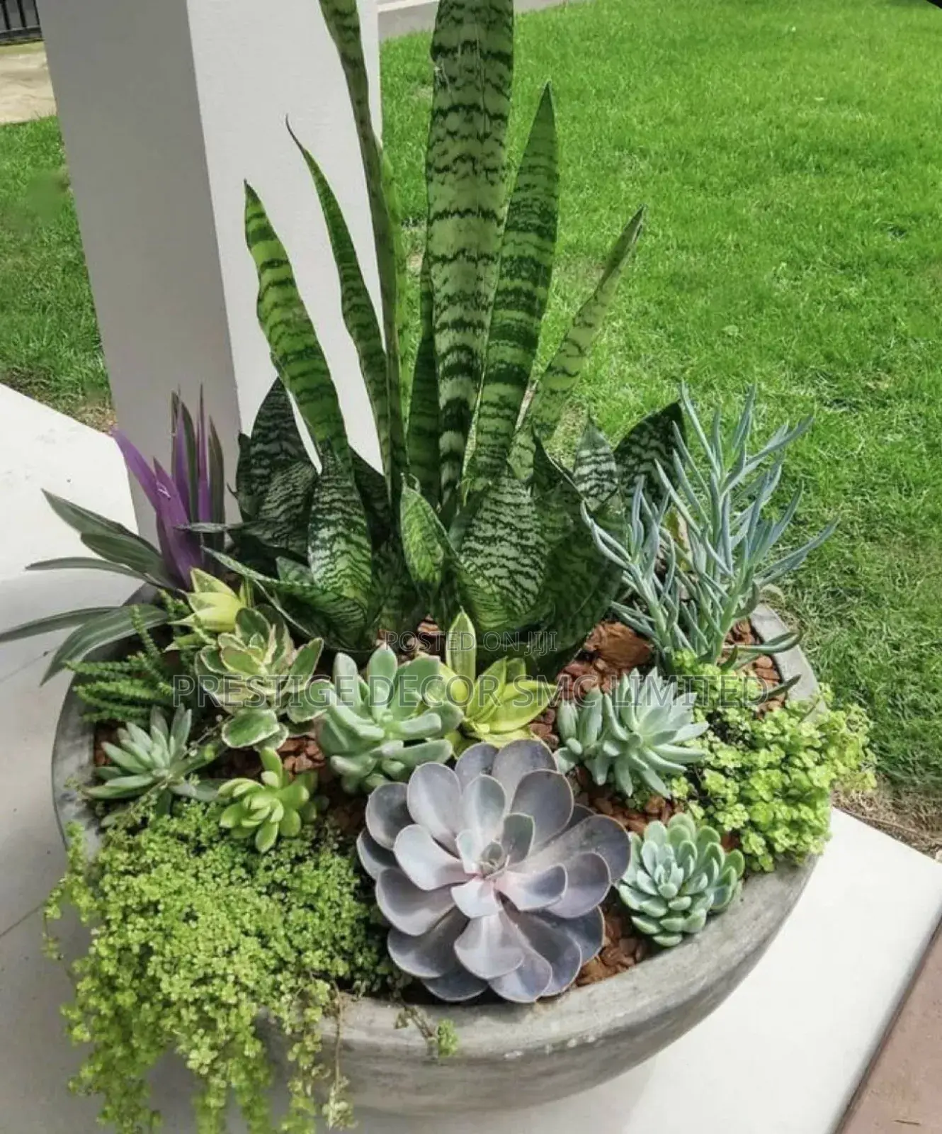 Amazing Plants Iconic Design. KKK