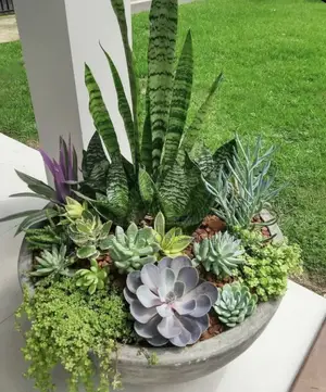 Amazing Plants Iconic Design. KKK