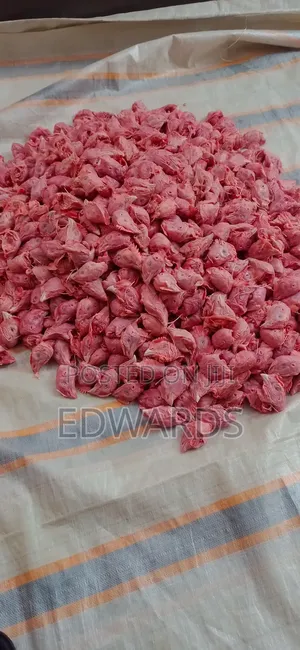 Chicken Heads as Food for Dogs