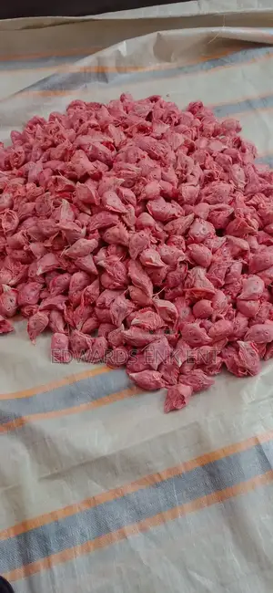 Chicken Heads as Food for Dogs