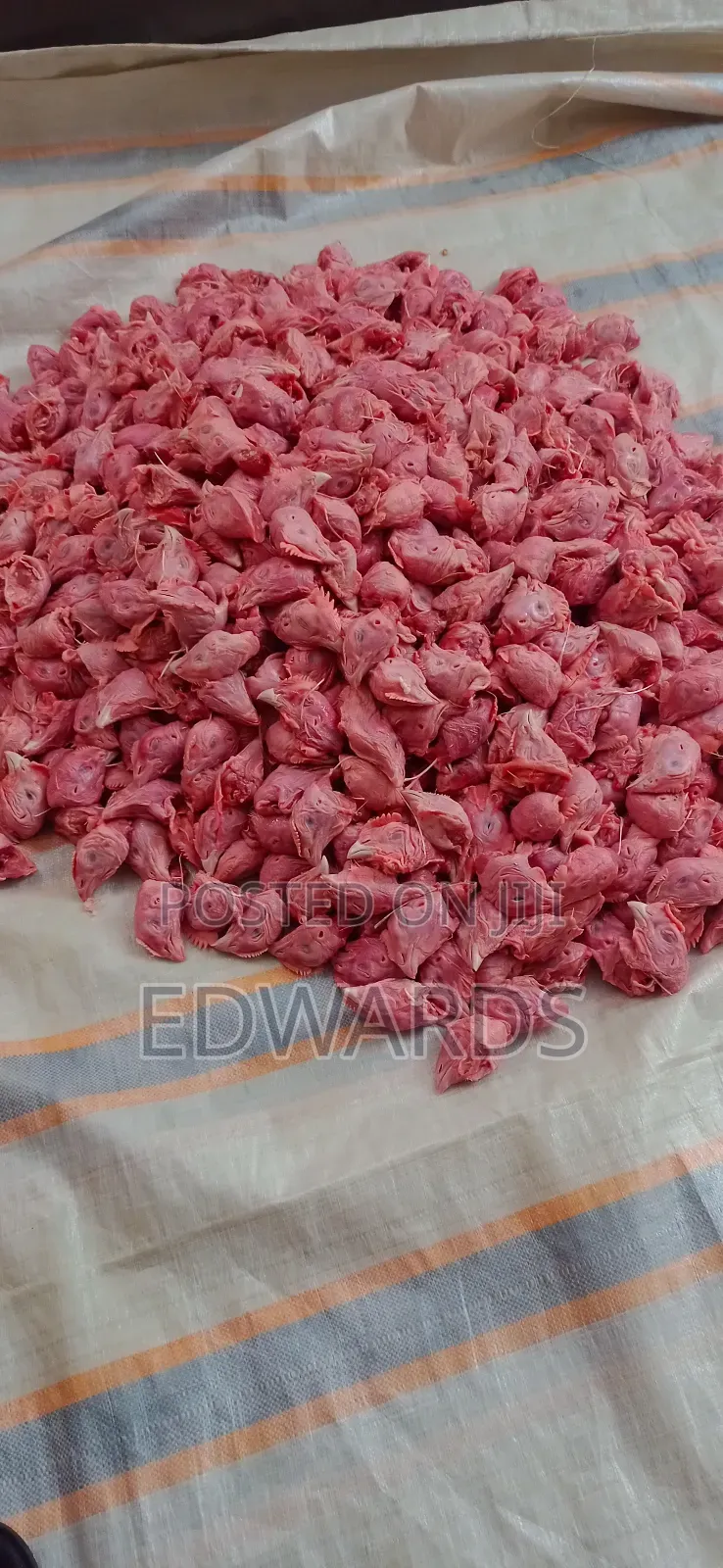 Chicken Heads as Food for Dogs