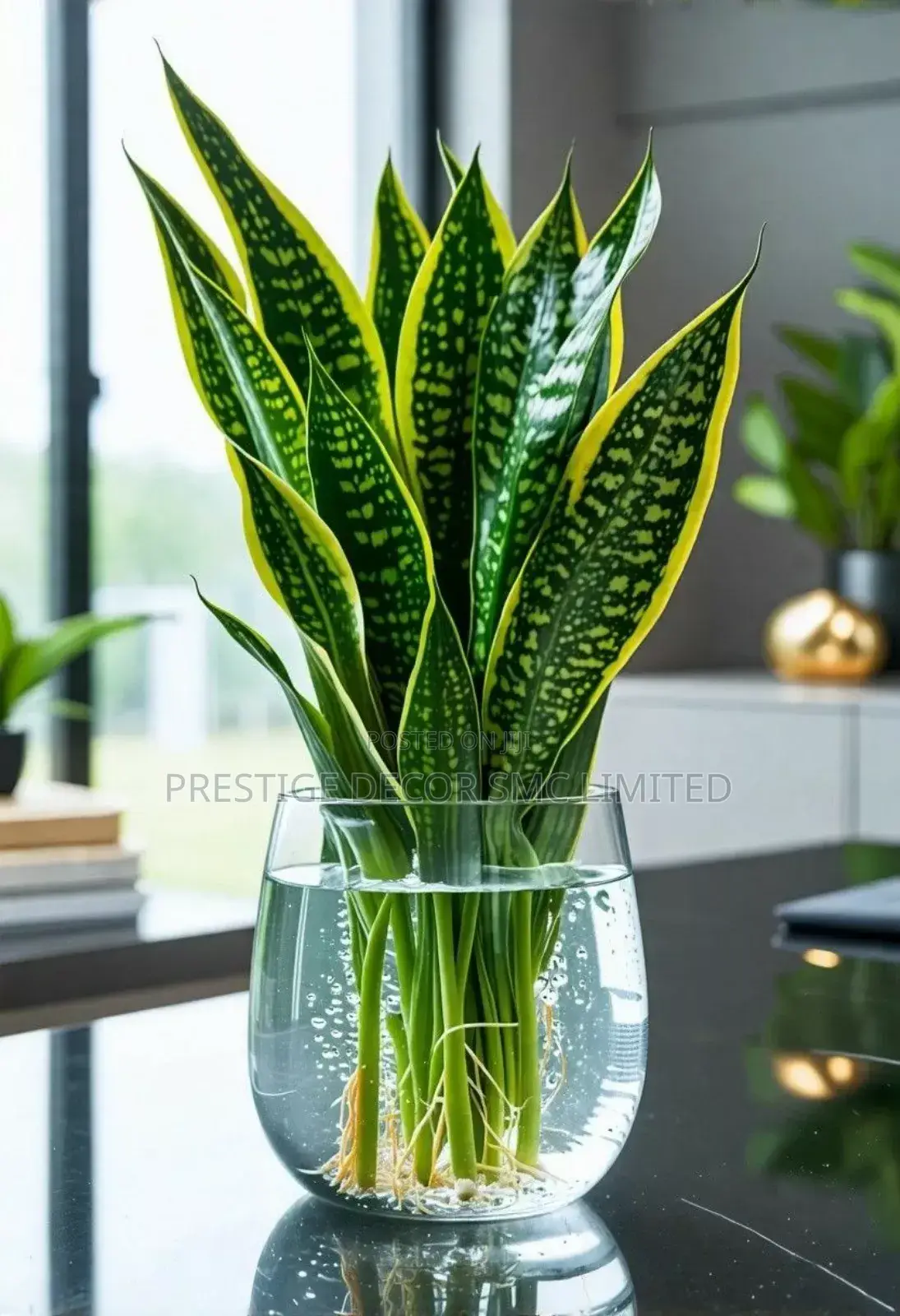 Plants en Pots Fantastic Beauty. KKK