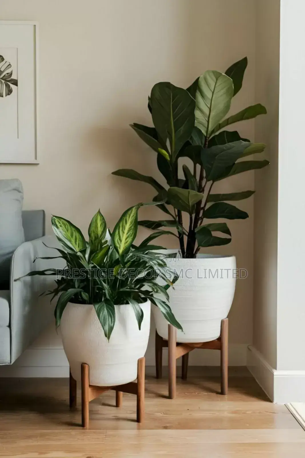 Plants en Pots Fantastic Beauty. KKK