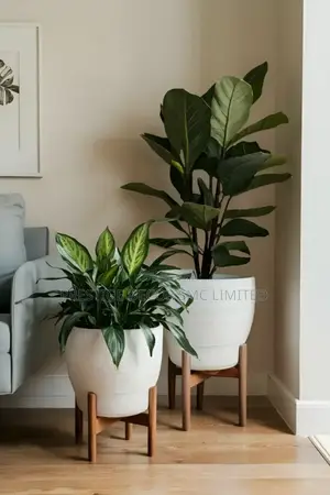 Plants en Pots Fantastic Beauty. KKK