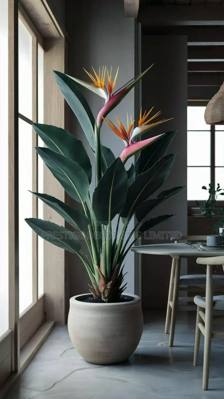 Plants and Pots Apex Beauty. KKK