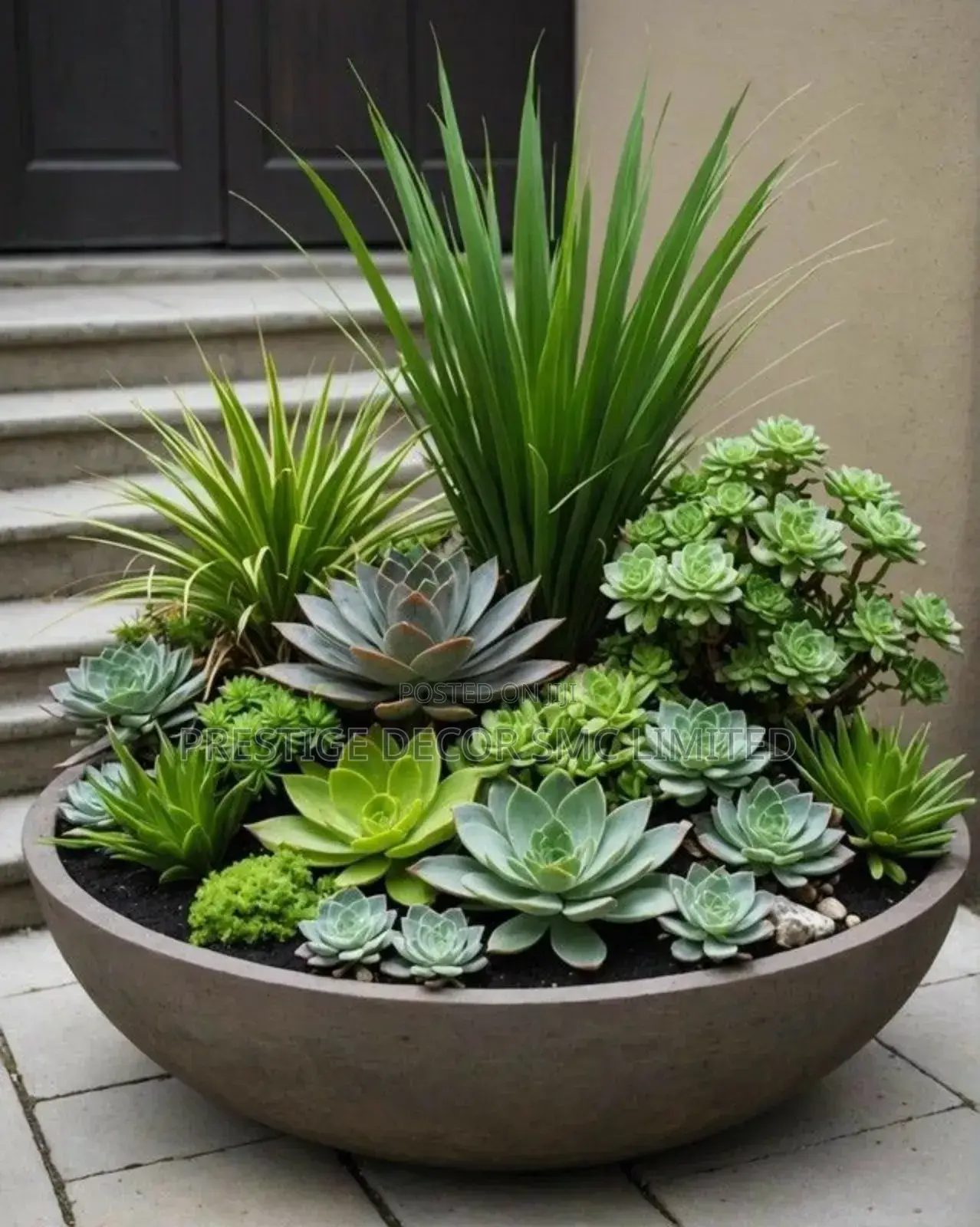 Plants and Pots Apex Beauty. KKK