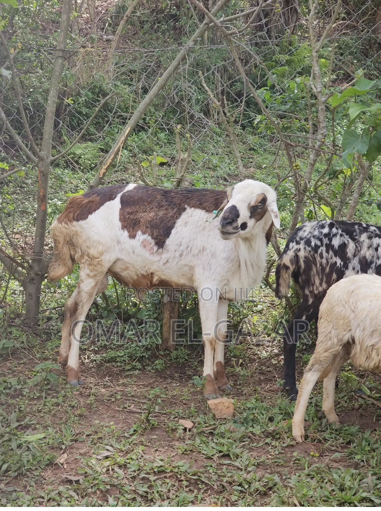 Goats And Sheep Good Price