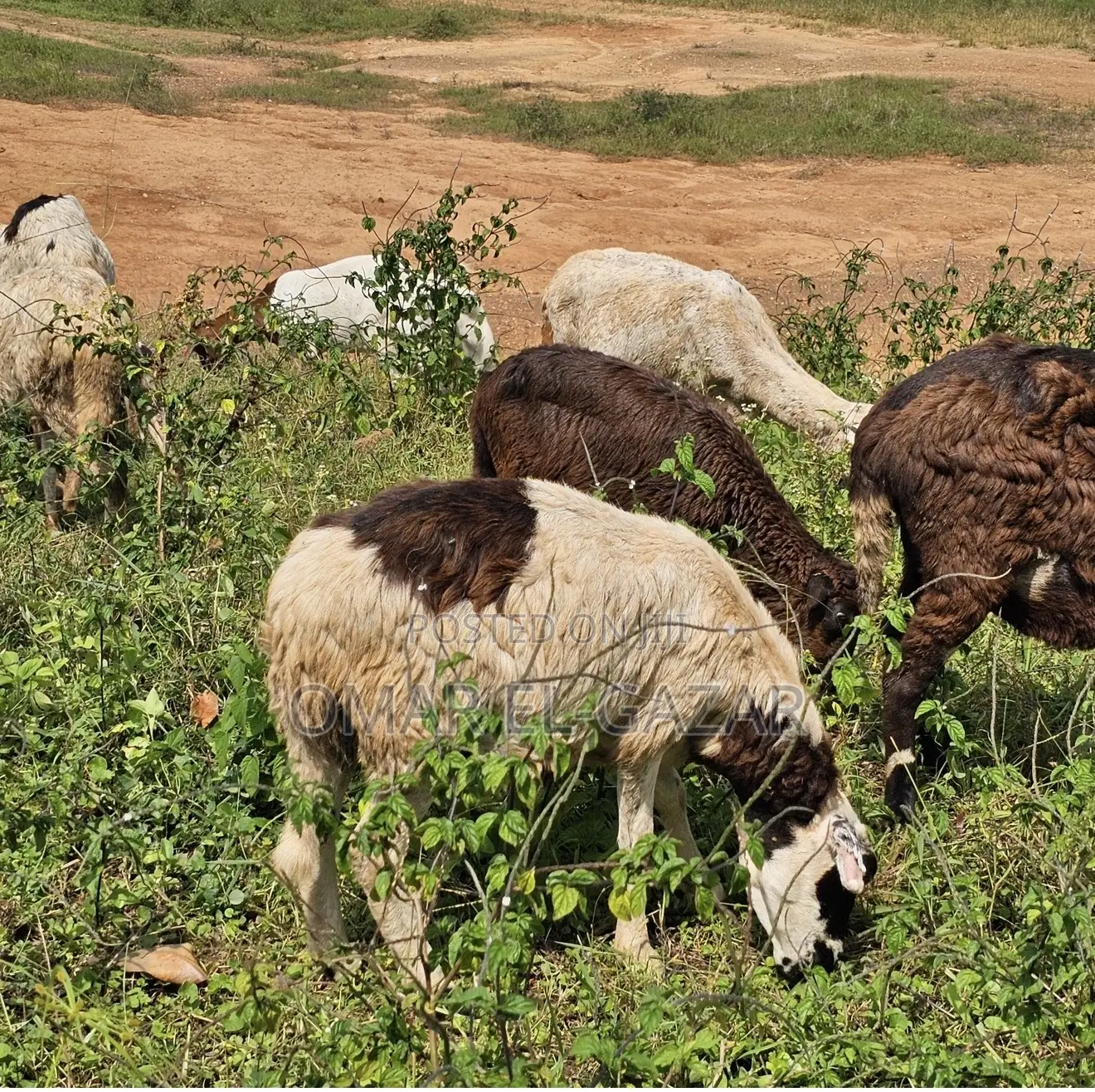 Goats And Sheep Good Price