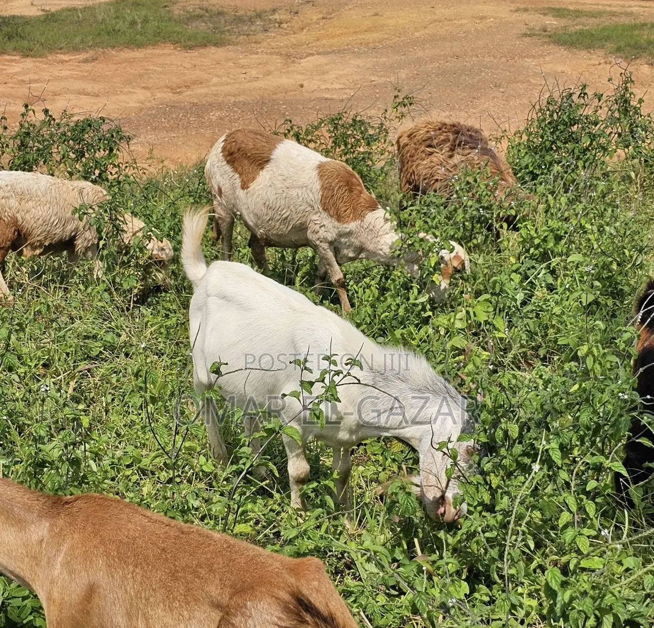 Goats And Sheep Good Price