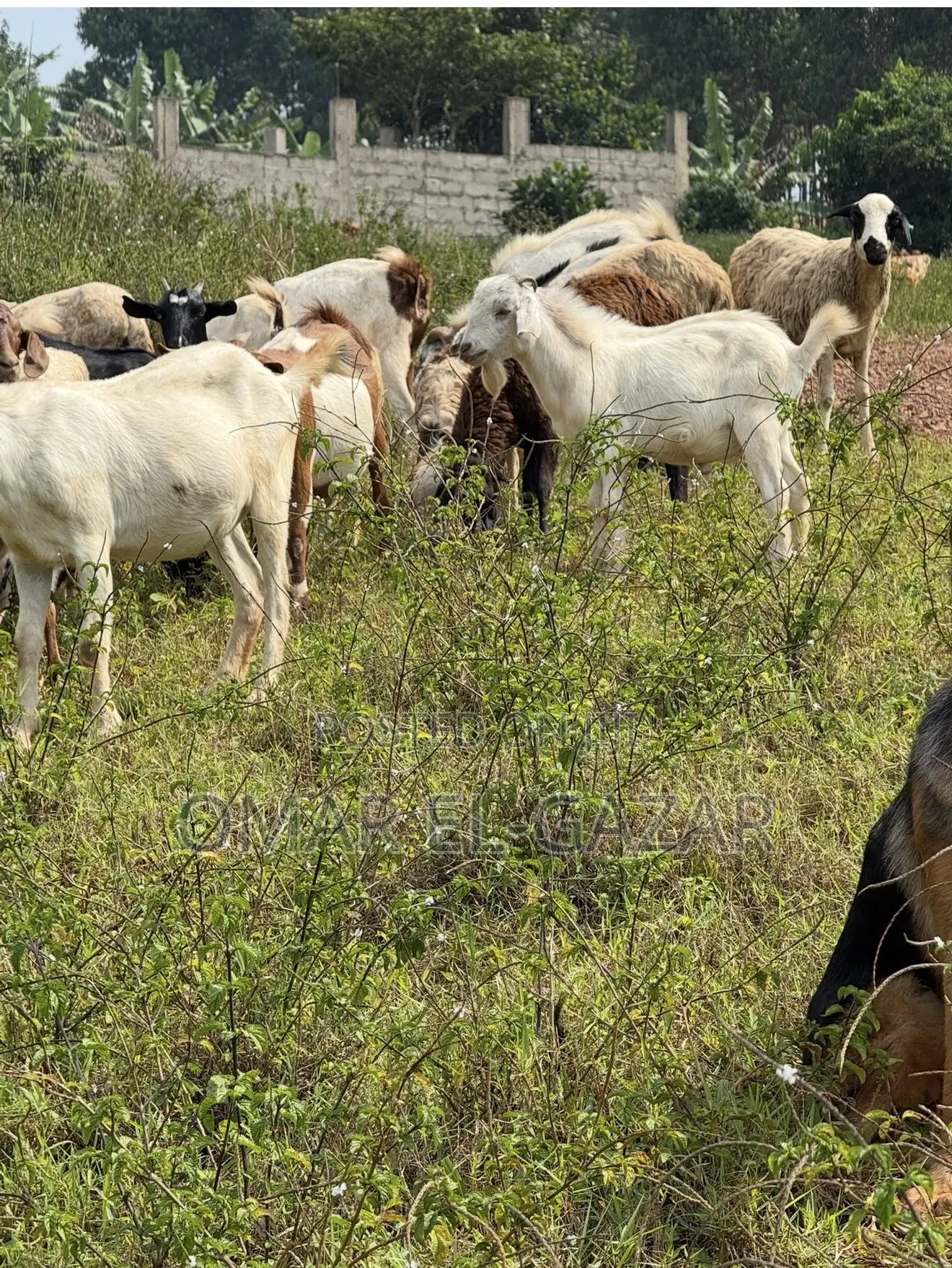 Goats And Sheep Good Price
