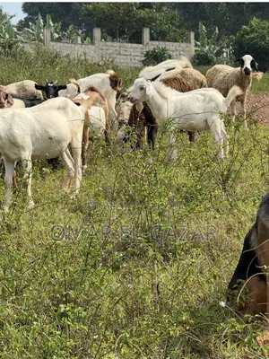 Goats And Sheep Good Price