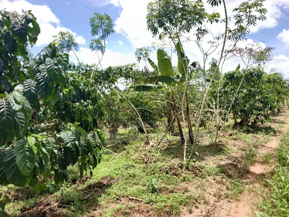 9.5acres Full of Healthy Coffee and Banana Plantation Onsale