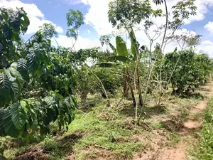 9.5acres Full of Healthy Coffee and Banana Plantation Onsale