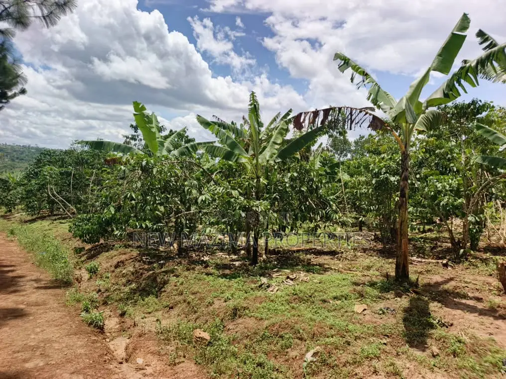 9.5acres Full of Healthy Coffee and Banana Plantation Onsale