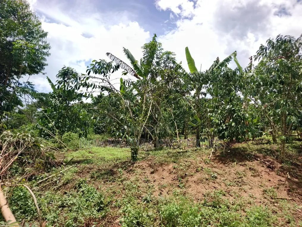 9.5acres Full of Healthy Coffee and Banana Plantation Onsale