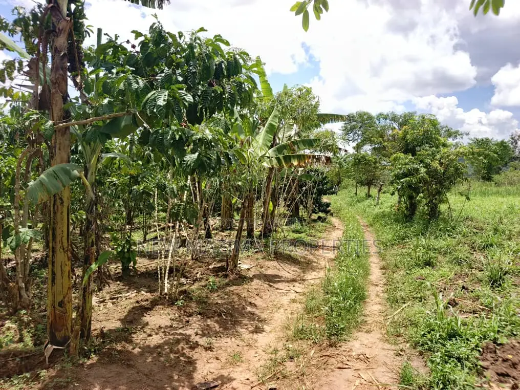 9.5acres Full of Healthy Coffee and Banana Plantation Onsale