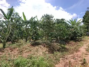 9.5acres Full of Healthy Coffee and Banana Plantation Onsale